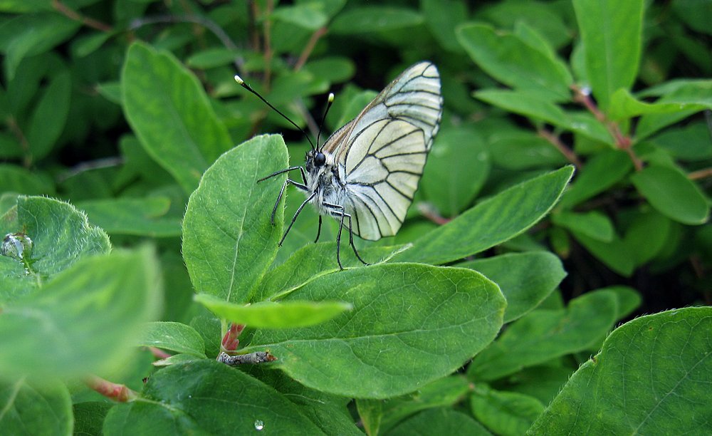 Кто на свете всех милее