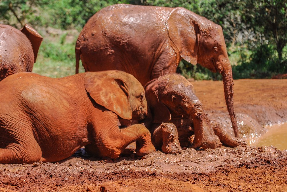 David Sheldrick wildlife trust