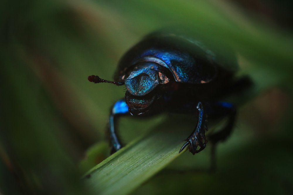 Синий танк макро-мира.