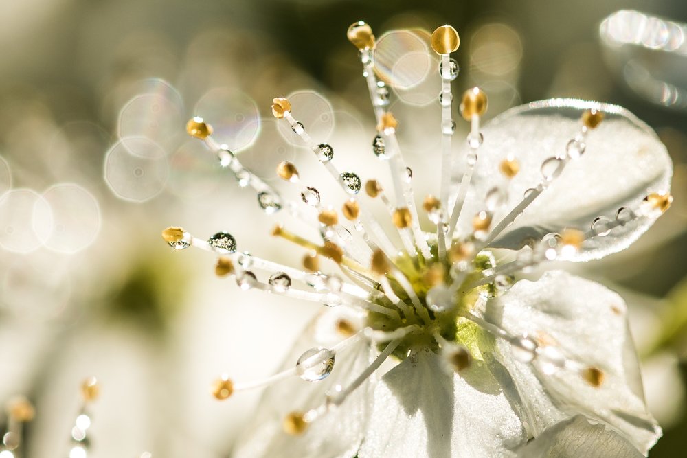 Photograph by Alla Matrosova