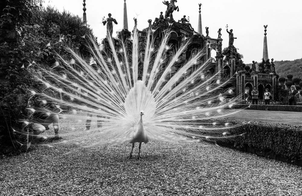 Фотография автора Cornelia Ghergut