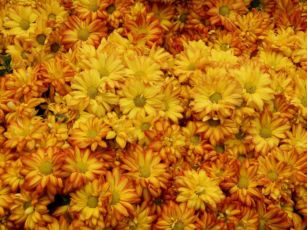 Photograph by Celina CelyTessy