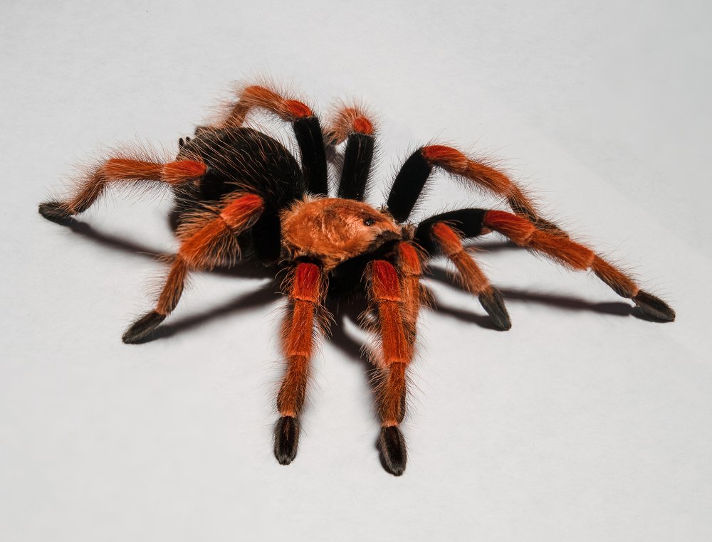 Photograph by Аркадий