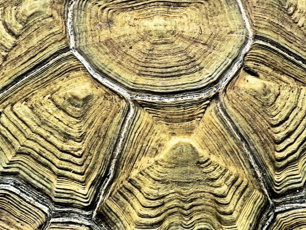 Photograph by Celina CelyTessy