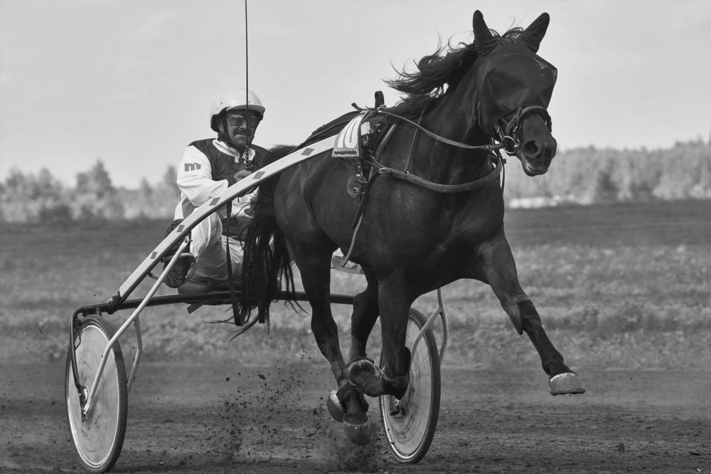 Полёт лошади