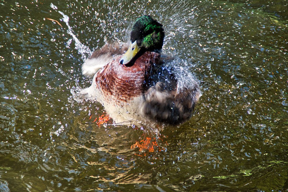 Photograph by Владимир Бутов