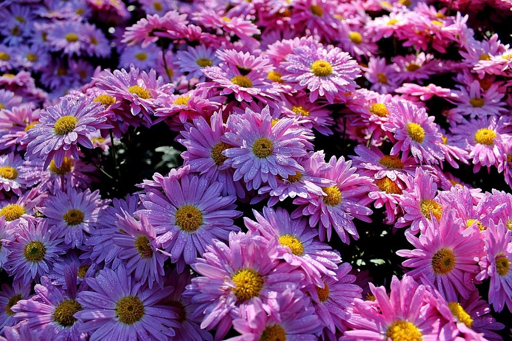 Photograph by Татьяна Пальчикова