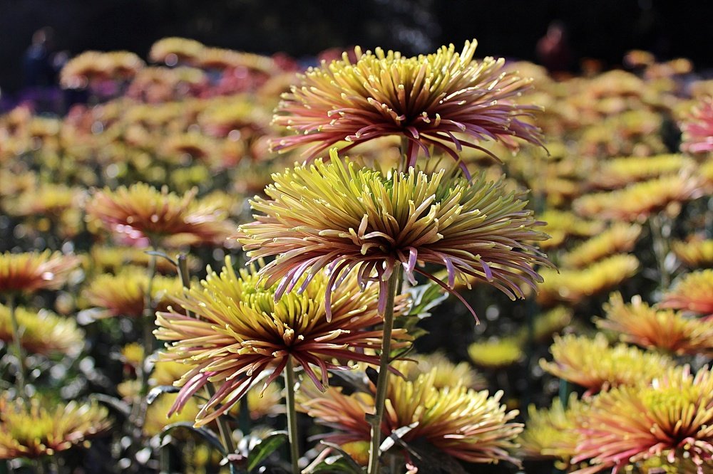 Photograph by Татьяна Пальчикова