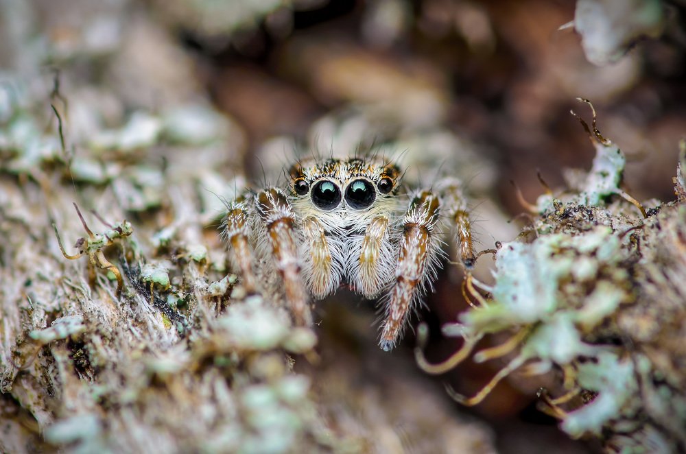 Фотография автора Сергей Чебанов