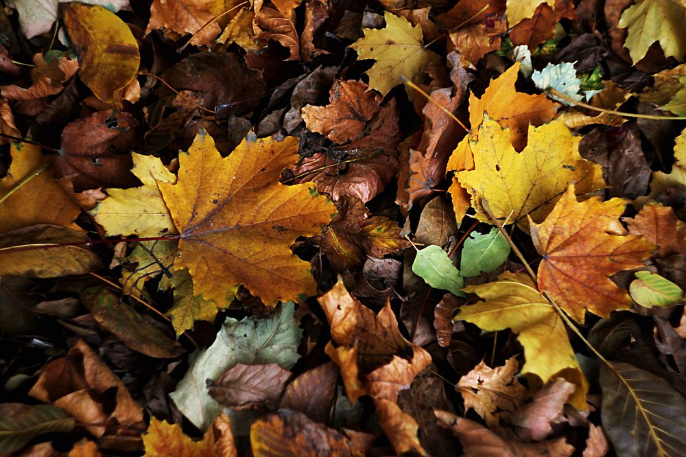 Красота под ногами