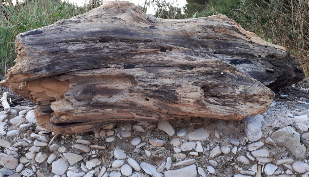 Stump on stone wall.