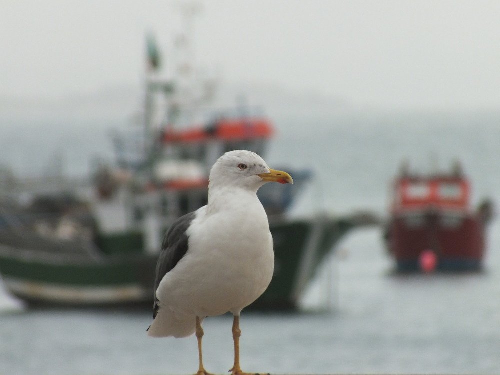 Photograph by Carlos Lobinho