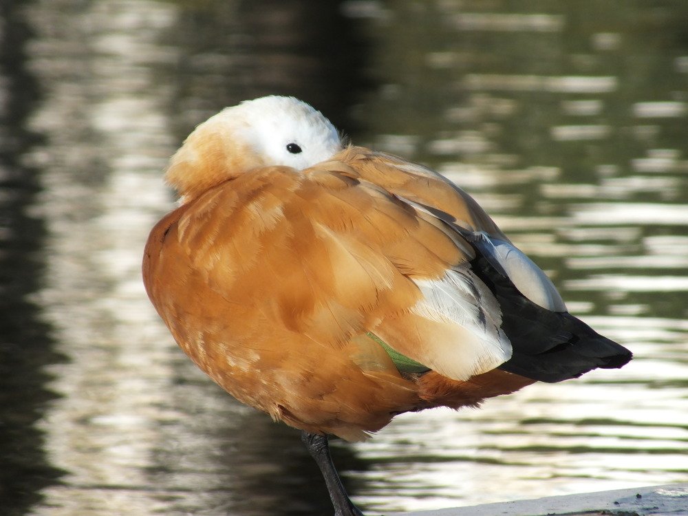 Photograph by Carlos Lobinho