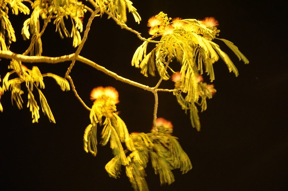 Photograph by Carlos Lobinho