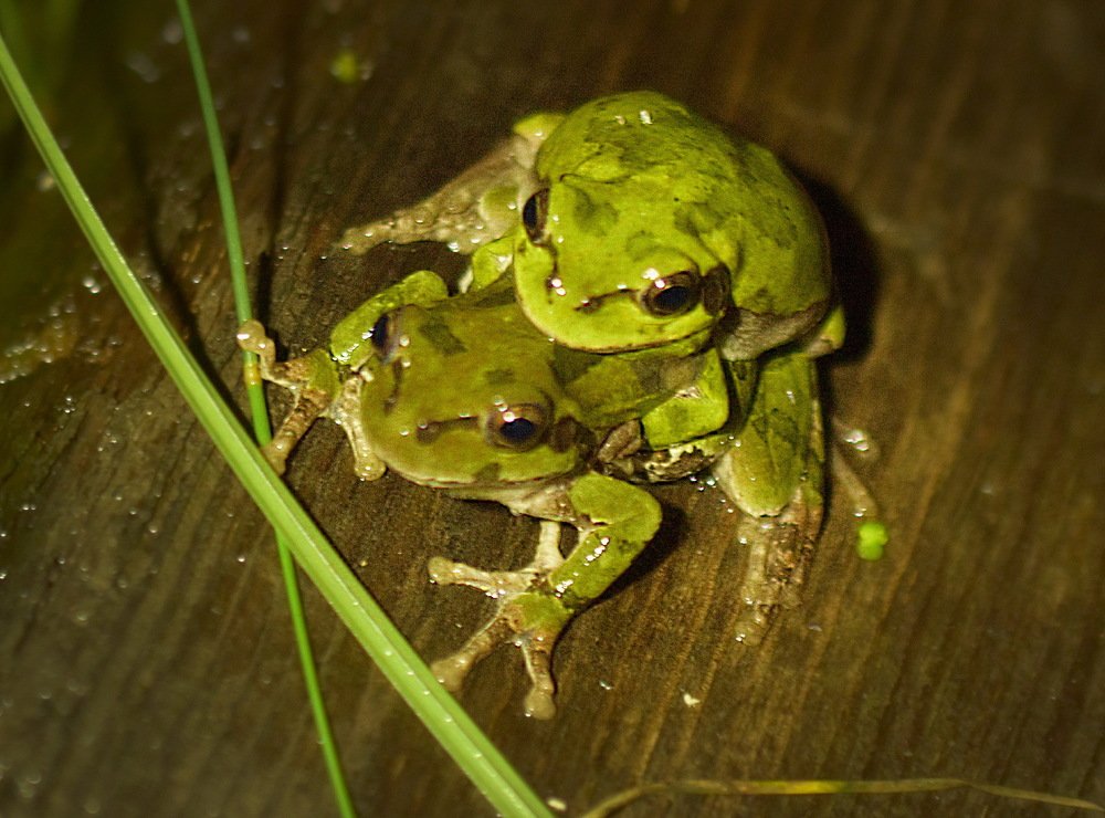 Photograph by Александр Вярчиев