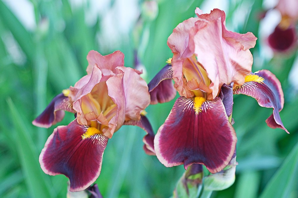 Photograph by victoria chaikova