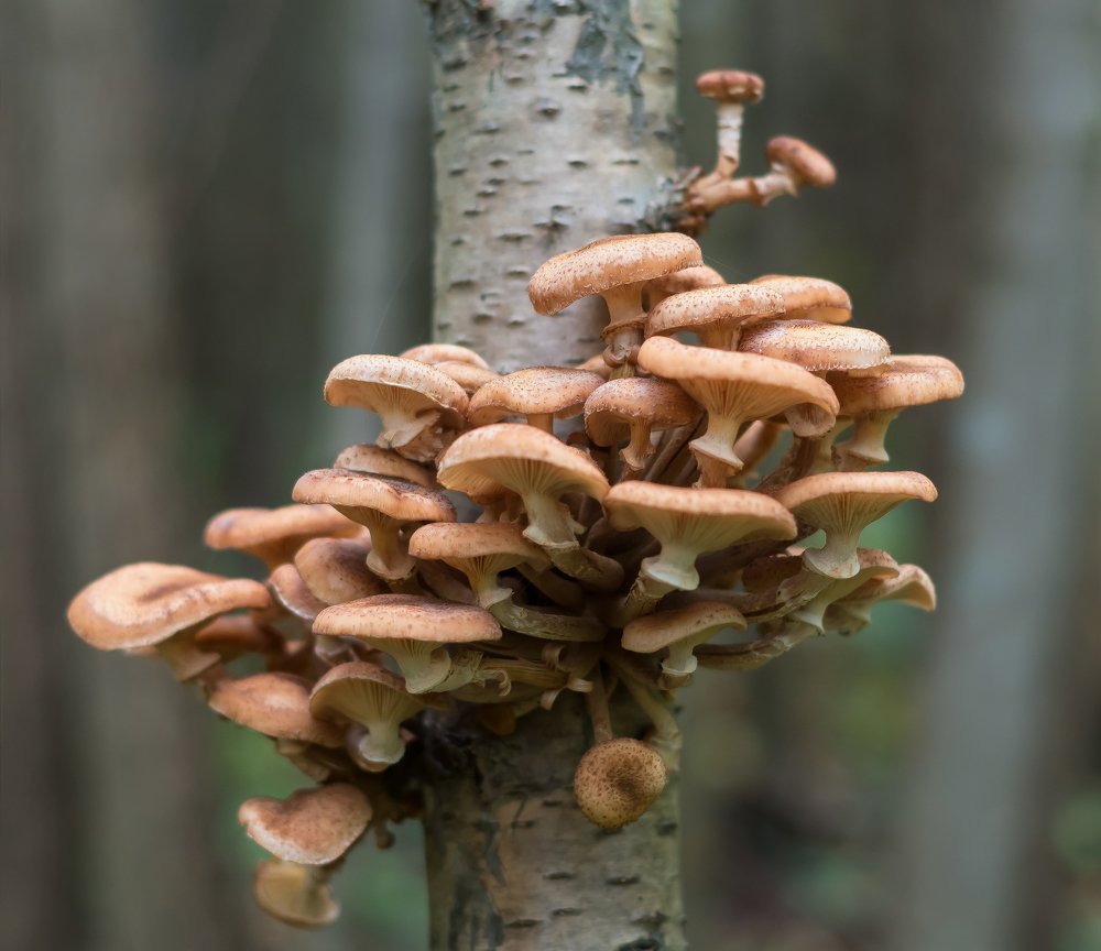 Photograph by Владимир Максимов