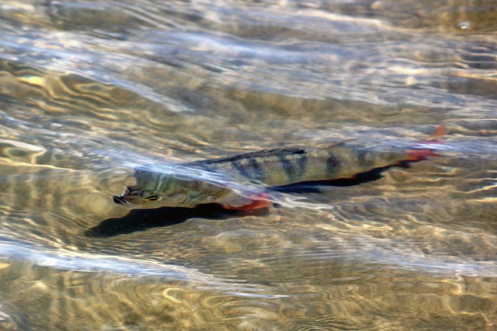 Photograph by Александр Бугаенко
