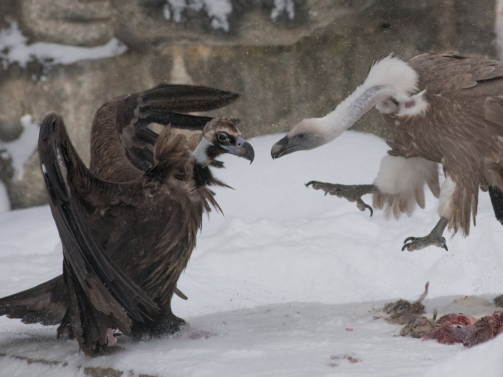 Photograph by Nikolai Savin