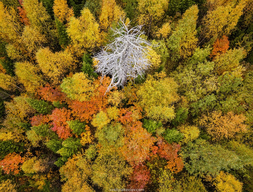 Photograph by Василий Яковлев