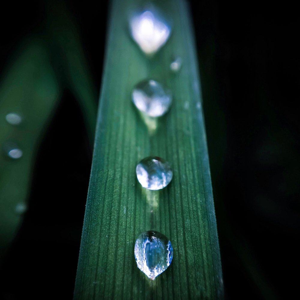 Утренняя роса