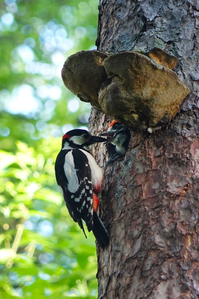 Кушать подано…