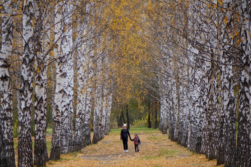 Среди берёз…
