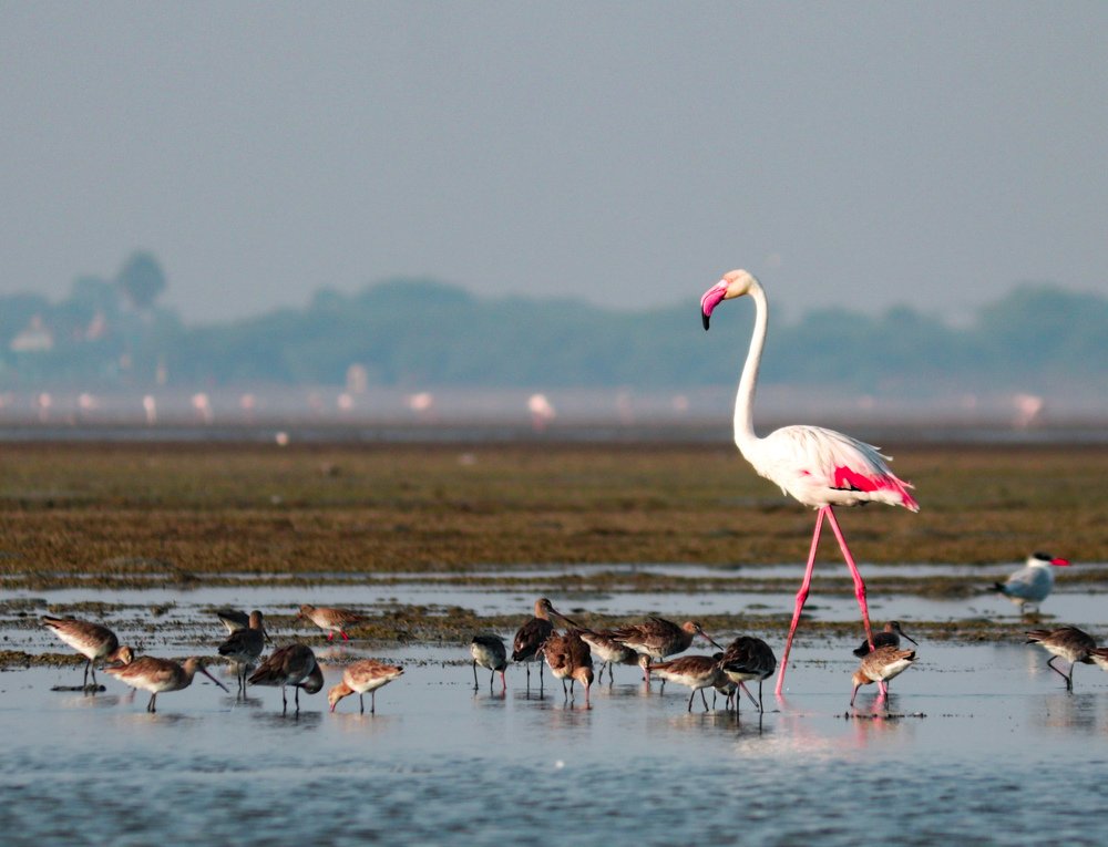 Фотография автора Anantha Rajkumar