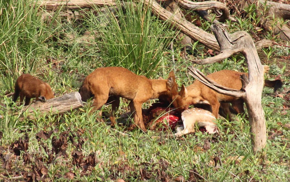 Photograph by subhash purohit