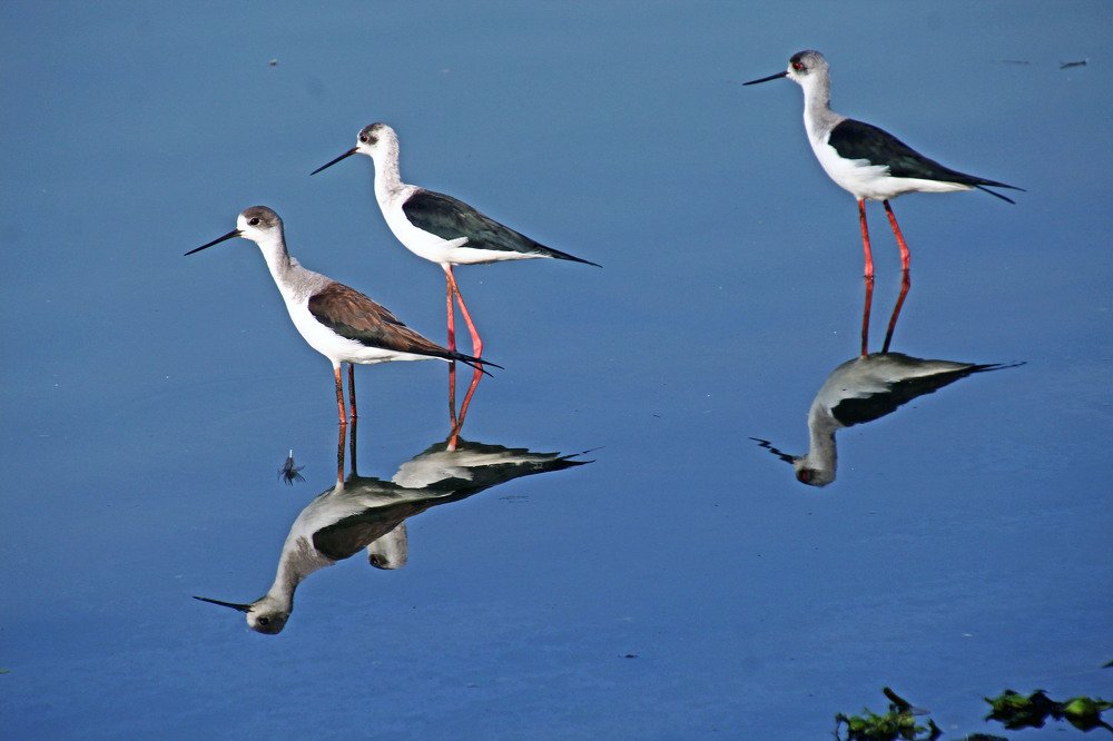 Photograph by subhash purohit