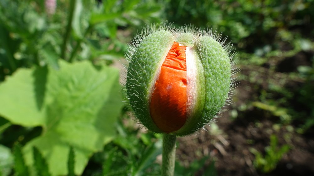 Opening poppy.