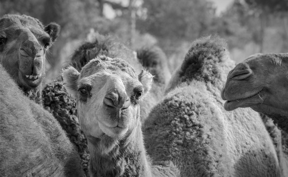 Photograph by karimian