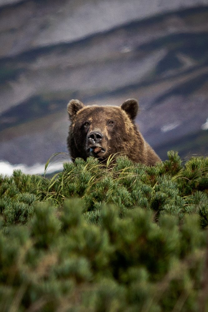 Мишка и шишка