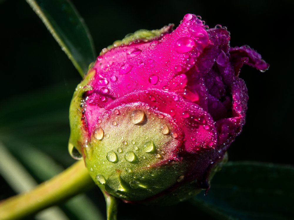 Утренняя роса