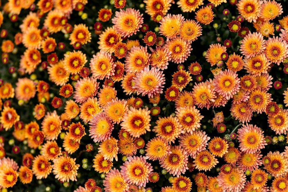 Photograph by Галина Шарапова