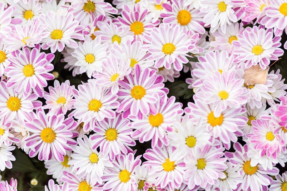 Photograph by Галина Шарапова