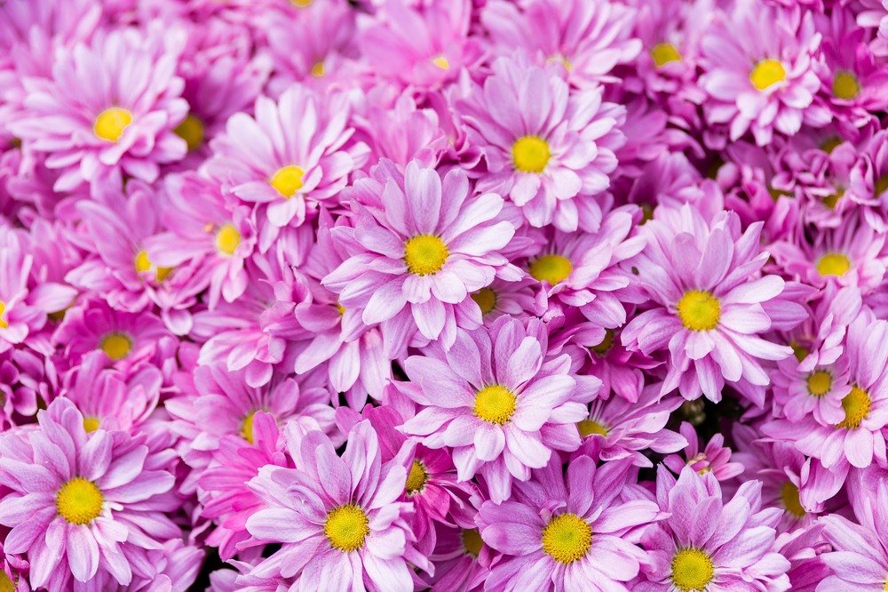 Photograph by Галина Шарапова