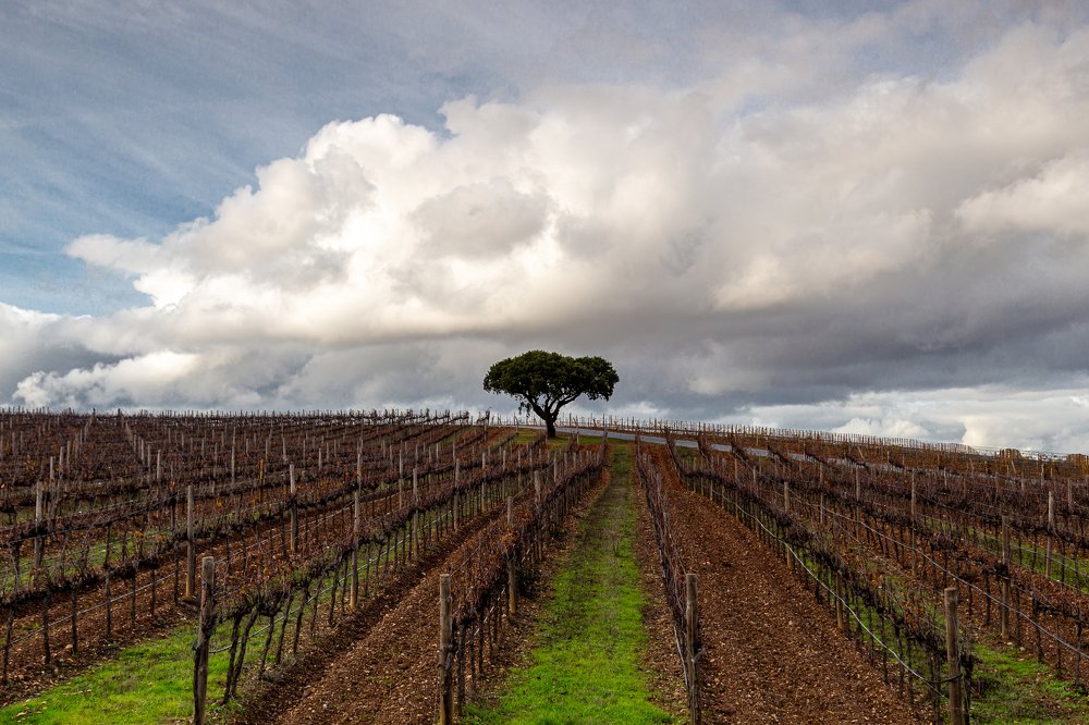 Photograph by Pedro Manuel Perdigão