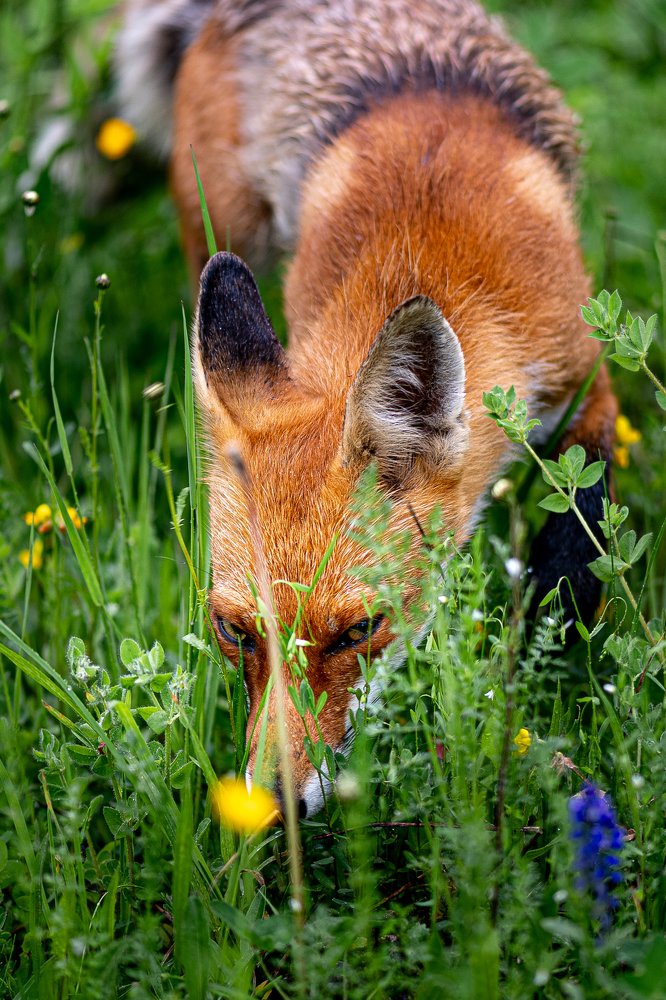 FOX