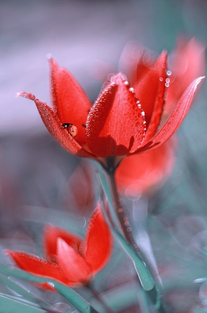 Photograph by Iwona Sikorska