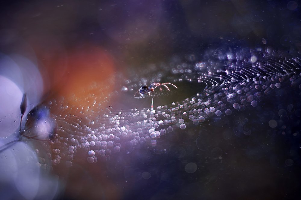 Photograph by Iwona Sikorska