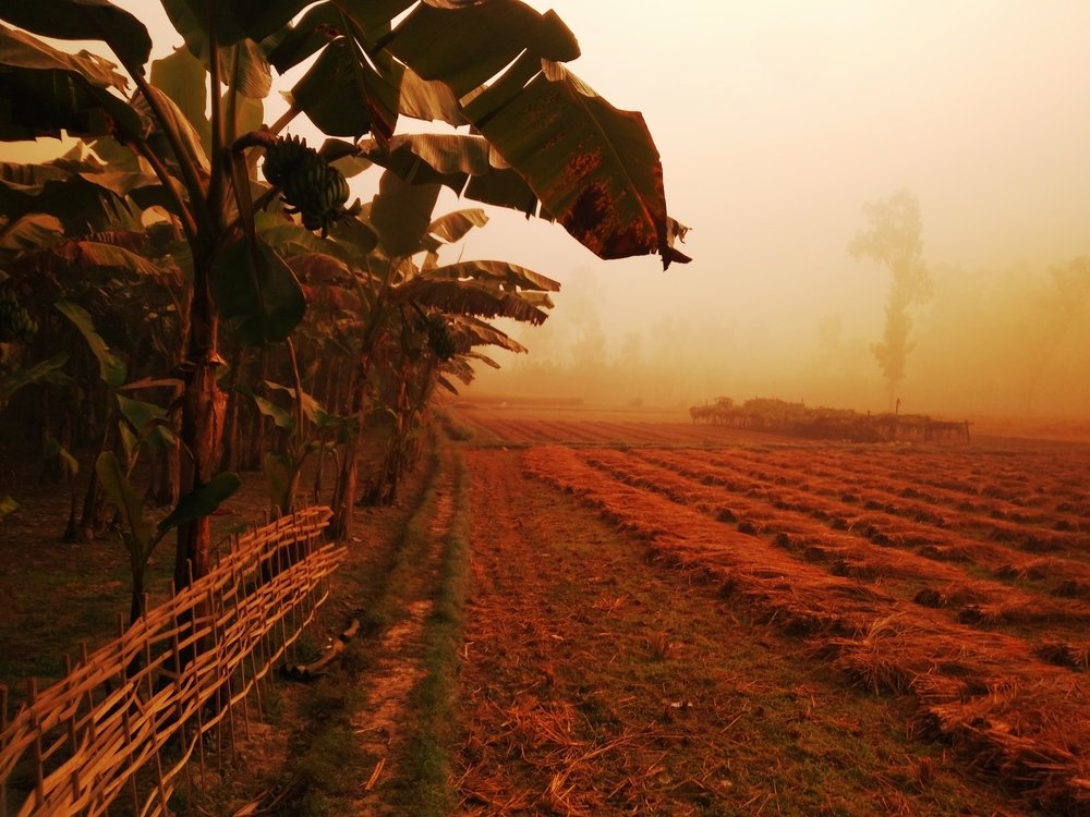 Photograph by Md Abu Sayeed Mondal