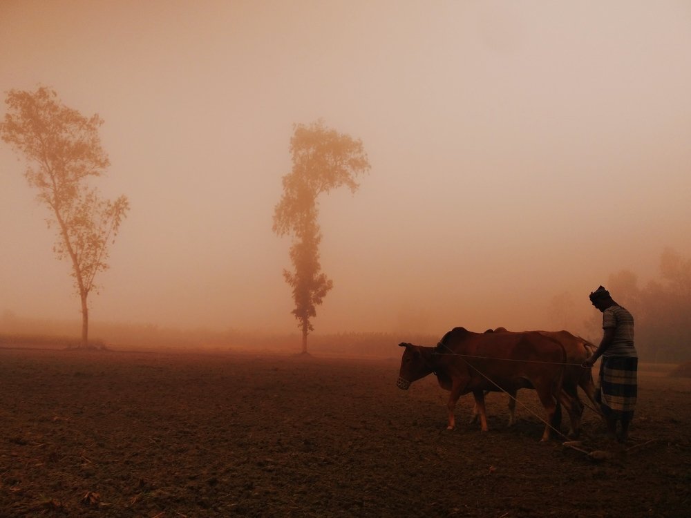 Photograph by Md Abu Sayeed Mondal