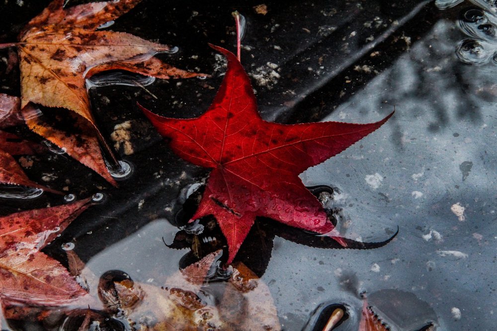 Photograph by JBarrosFotografia1