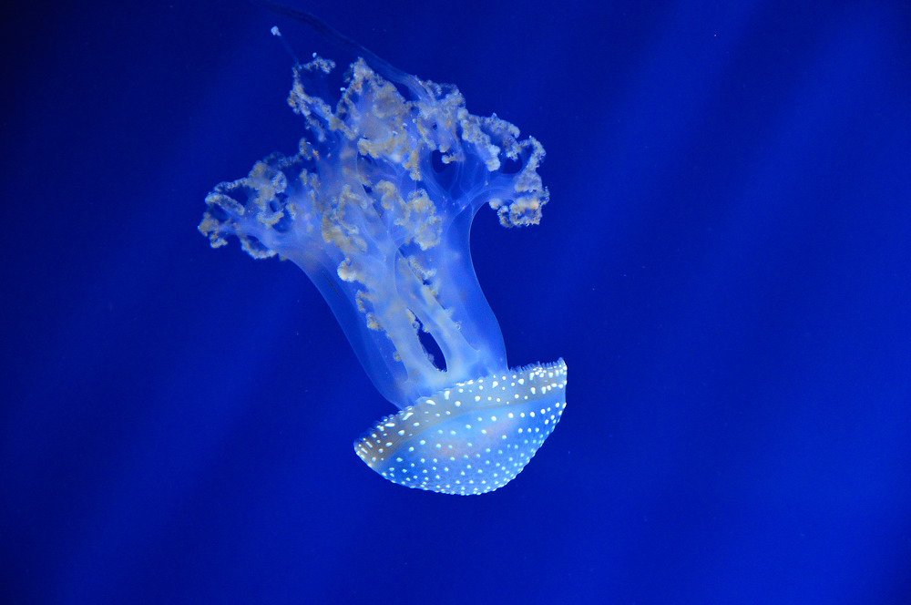 Photograph by Марина Ермолаева