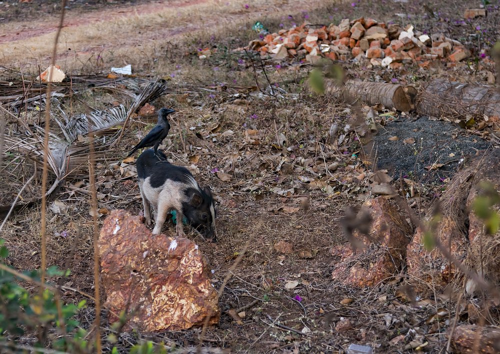 Photograph by Алексей Максимов