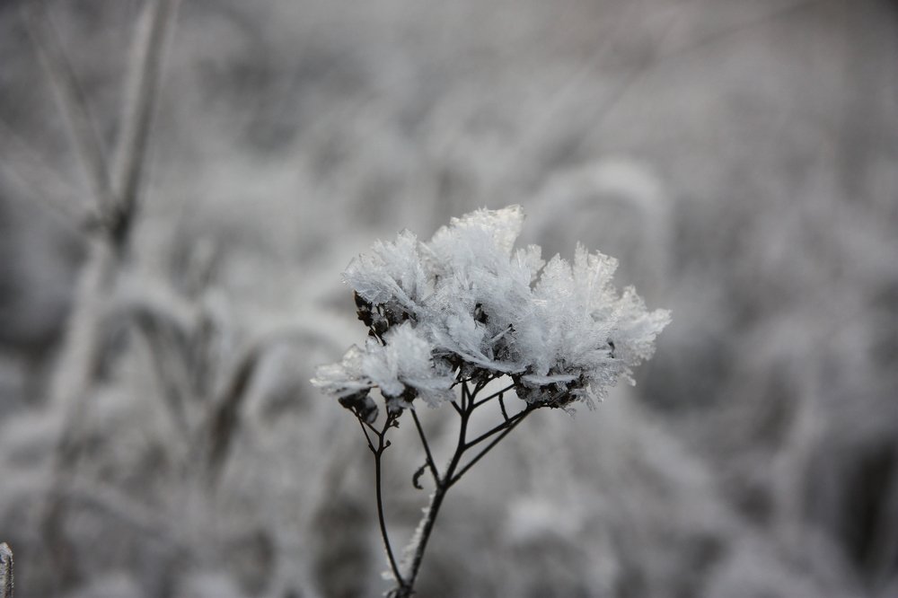 Photograph by Людмила Травина