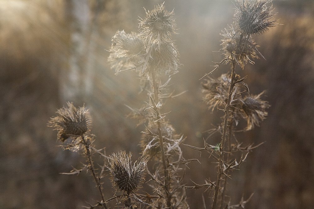 Photograph by Галина Шеватурина