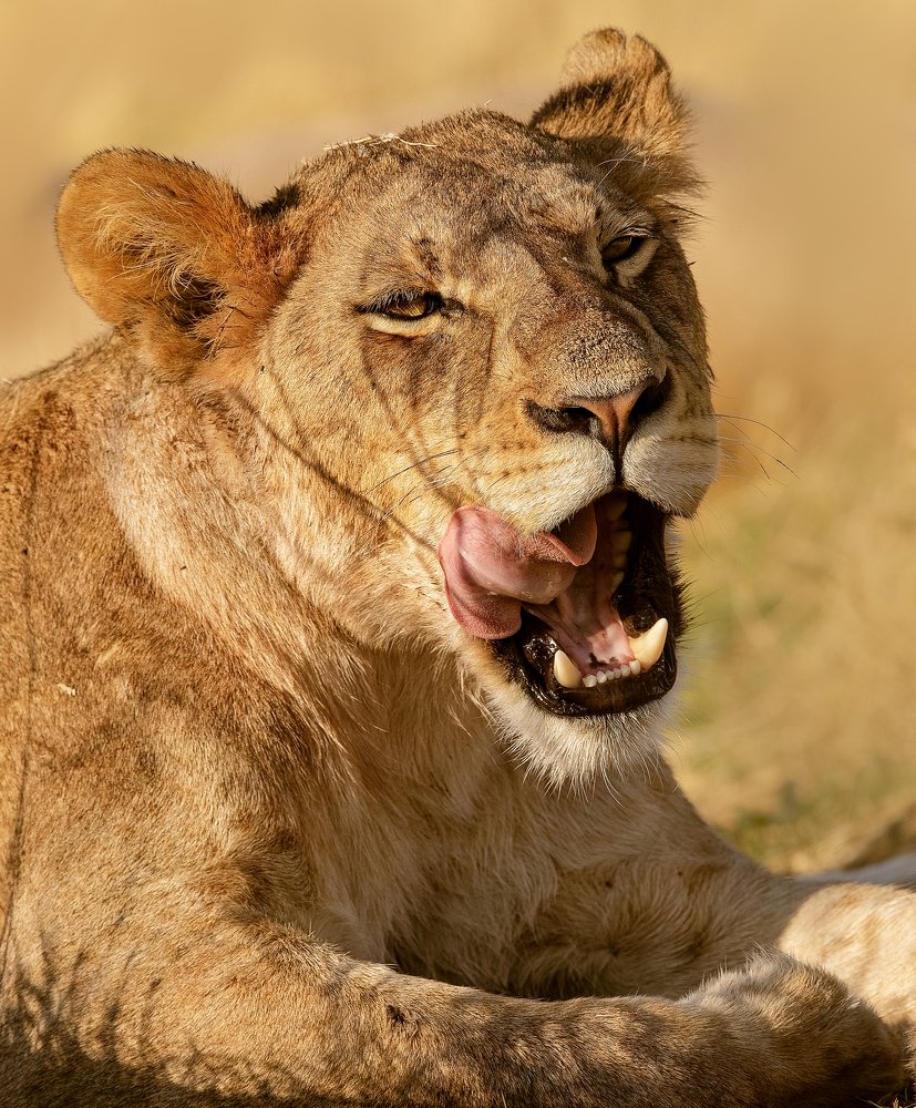 Фотография автора Vishnu Gopal