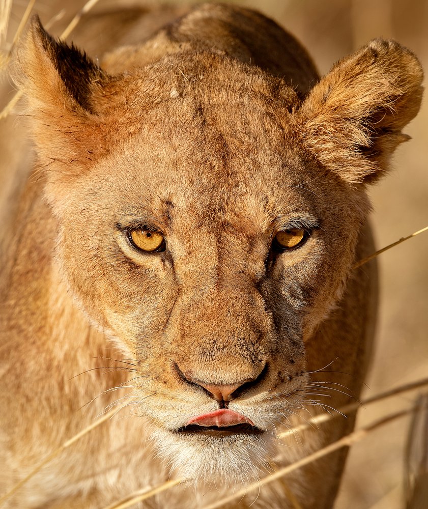 Фотография автора Vishnu Gopal